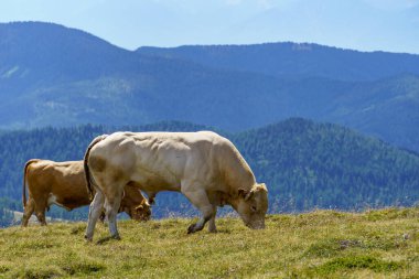 Avusturya Alpleri 'nde Carinthia' da yürüyüş