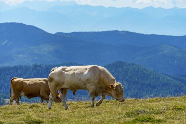 Avusturya Alpleri 'nde Carinthia' da yürüyüş