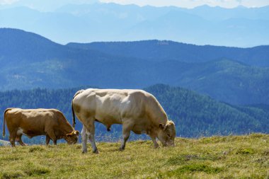 Avusturya Alpleri 'nde Carinthia' da yürüyüş