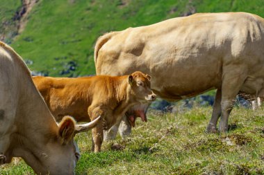 Avusturya Alpleri 'nde Carinthia' da yürüyüş