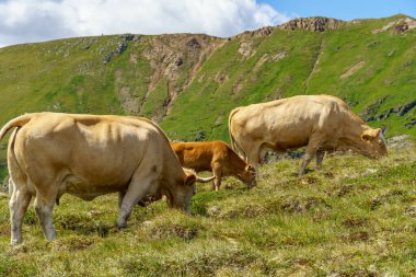 Avusturya Alpleri 'nde Carinthia' da yürüyüş