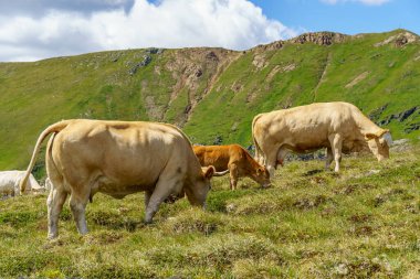 Avusturya Alpleri 'nde Carinthia' da yürüyüş