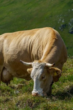 Avusturya Alpleri 'nde Carinthia' da yürüyüş