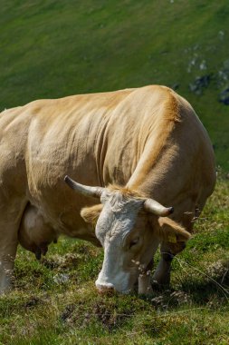 Avusturya Alpleri 'nde Carinthia' da yürüyüş
