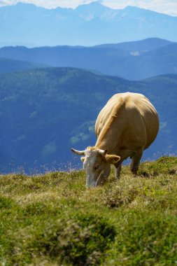 Avusturya Alpleri 'nde Carinthia' da yürüyüş