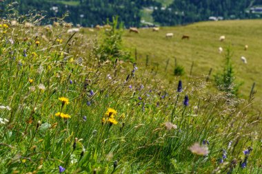 Avusturya Alpleri 'nde Carinthia' da yürüyüş