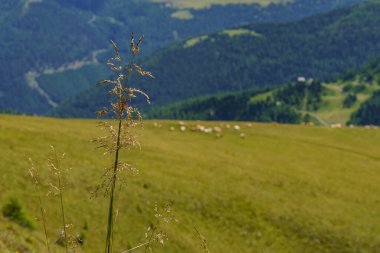 Avusturya Alpleri 'nde Carinthia' da yürüyüş