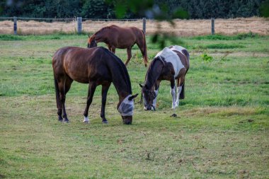 Westphalia 'da yaz akşamı