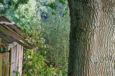 Westphalia 'da yaz akşamı