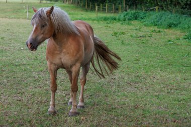 Westphalia 'da yaz akşamı
