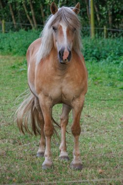 Westphalia 'da yaz akşamı