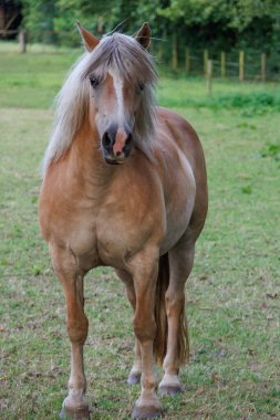 Westphalia 'da yaz akşamı