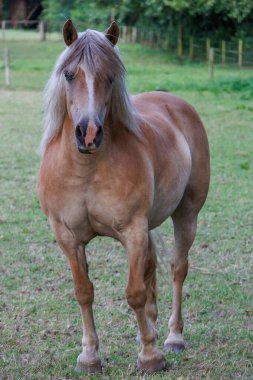 Westphalia 'da yaz akşamı