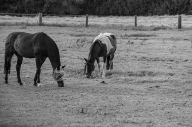 Westphalia 'da yaz akşamı