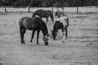 Westphalia 'da yaz akşamı