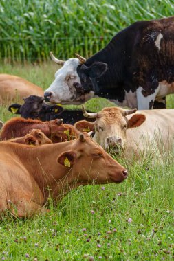 Alman Muensterland 'inde yaz mevsimi