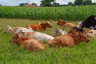Alman Muensterland 'inde yaz mevsimi