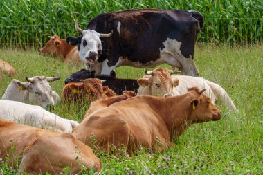 Alman Muensterland 'inde yaz mevsimi