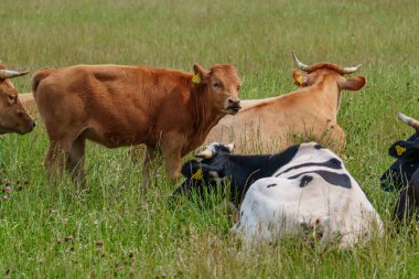 Alman Muensterland 'inde yaz mevsimi