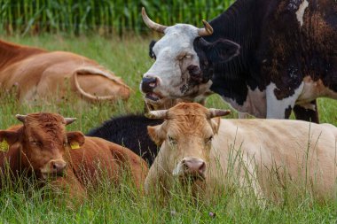 Alman Muensterland 'inde yaz mevsimi