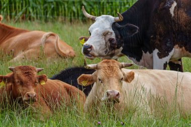 Alman Muensterland 'inde yaz mevsimi