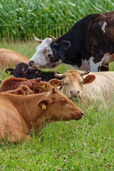 Alman Muensterland 'inde yaz mevsimi