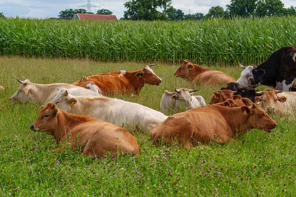 Alman Muensterland 'inde yaz mevsimi