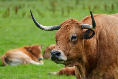 Alman Muensterland 'inde yaz mevsimi