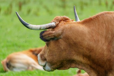 Alman Muensterland 'inde yaz mevsimi