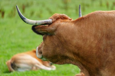 Alman Muensterland 'inde yaz mevsimi