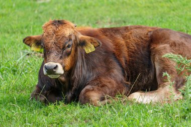 Alman Muensterland 'inde yaz mevsimi