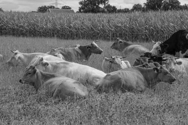 Alman Muensterland 'inde yaz mevsimi