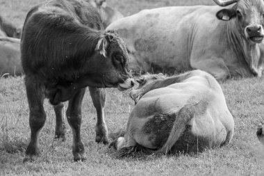 Alman Muensterland 'inde yaz mevsimi