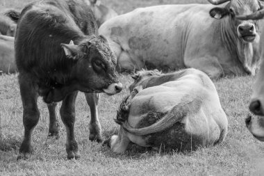 Alman Muensterland 'inde yaz mevsimi