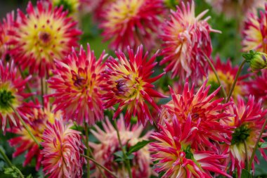 Alman Muensterland 'inde yaz mevsiminde yıldız çiçekleri