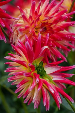 Alman Muensterland 'inde yaz mevsiminde yıldız çiçekleri