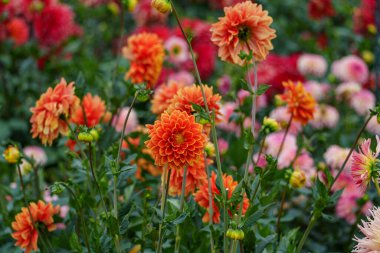 Alman Muensterland 'inde yaz mevsiminde yıldız çiçekleri