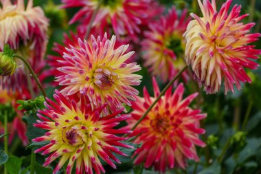 Alman Muensterland 'inde yaz mevsiminde yıldız çiçekleri