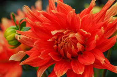 Alman Muensterland 'inde yaz mevsiminde yıldız çiçekleri