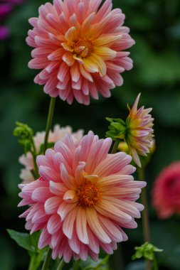 Alman Muensterland 'inde yaz mevsiminde yıldız çiçekleri