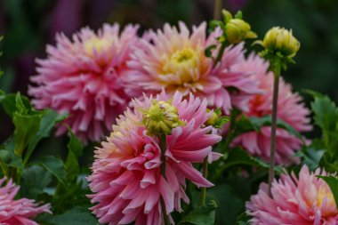 Alman Muensterland 'inde yaz mevsiminde yıldız çiçekleri