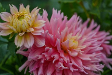 Alman Muensterland 'inde yaz mevsiminde yıldız çiçekleri