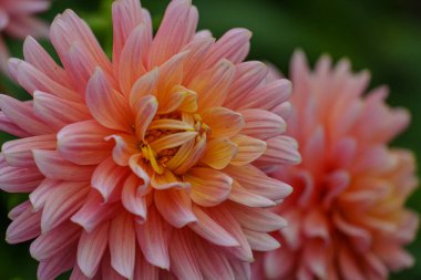 Alman Muensterland 'inde yaz mevsiminde yıldız çiçekleri