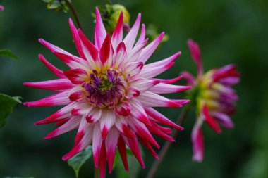 Alman Muensterland 'inde yaz mevsiminde yıldız çiçekleri