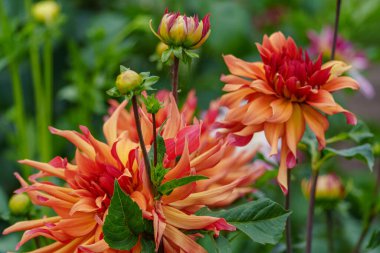 Alman Muensterland 'inde yaz mevsiminde yıldız çiçekleri