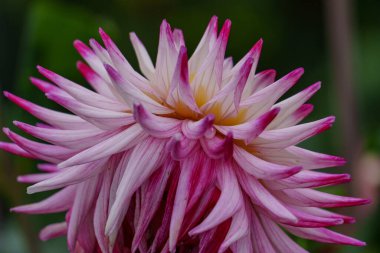 Alman Muensterland 'inde yaz mevsiminde yıldız çiçekleri