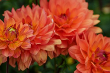 Alman Muensterland 'inde yaz mevsiminde yıldız çiçekleri