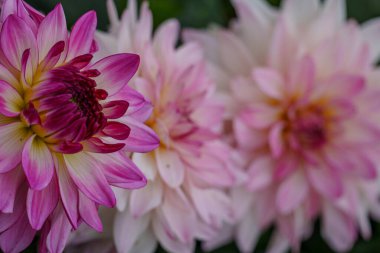 Alman Muensterland 'inde yaz mevsiminde yıldız çiçekleri