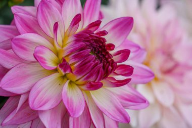 Alman Muensterland 'inde yaz mevsiminde yıldız çiçekleri