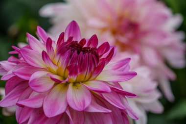 Alman Muensterland 'inde yaz mevsiminde yıldız çiçekleri